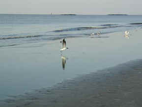 Beach at Grand Isle