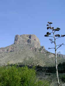 Old Century Plant Flower Stalk in the Basin