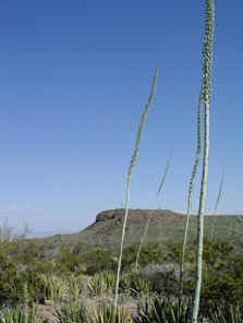 Agave Lechuguilla in Bloom