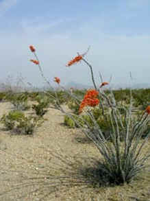 Ocotillo in Bloom 