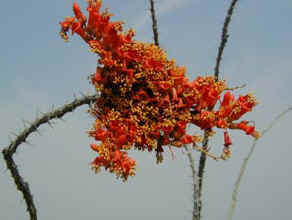 Ocotillo Blossom