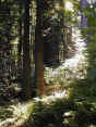 Humboldt Redwoods