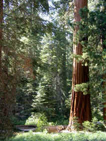 Mariposa Grove