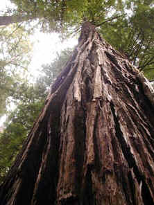 Looking up a coast redwood