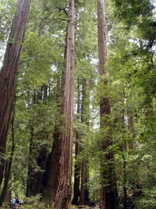 Muir Woods