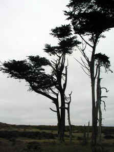 Tomales Point Trail