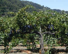 Grapevine in Napa Valley