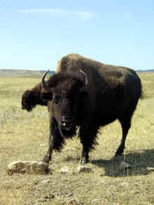 Curious Bison