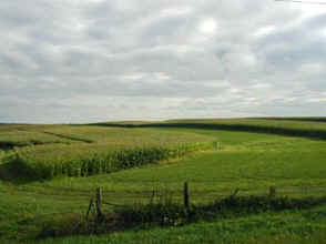 Wisconsin Field of Corn