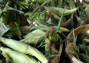 Corn at Busa Farms