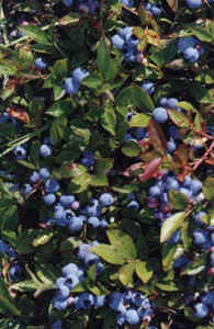 Blueberry Field